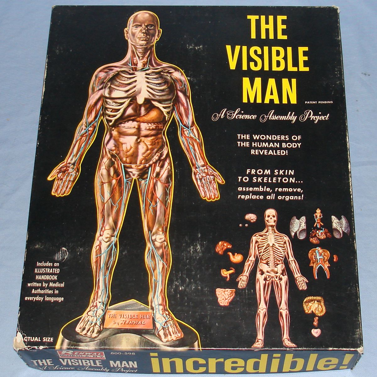 Vintage Renwal The Visible Man Anatomically Accurate Model Kit #800 Box Lid