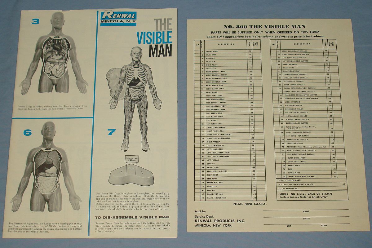 Vintage Renwal The Visible Man Anatomically Accurate Model Kit #800 Parts Instructions