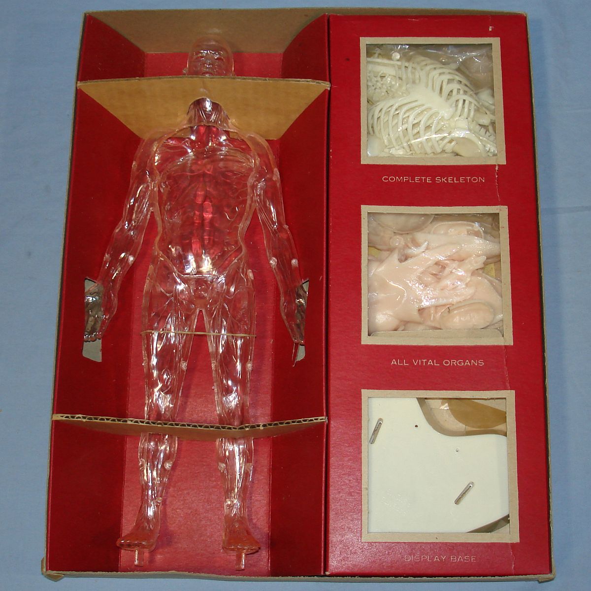 Vintage Renwal The Visible Man Anatomically Accurate Model Kit #800 Contents